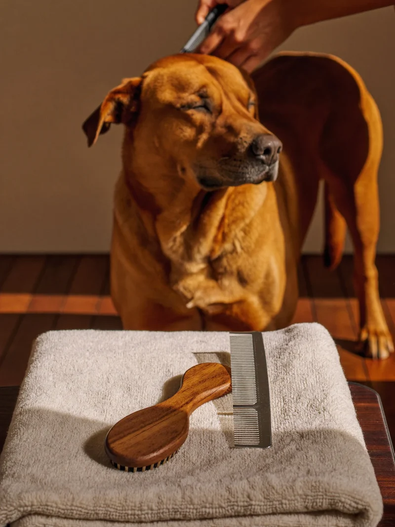 Bürste mit Holzgriff und Kamm auf Baumwolltuch, im Hintergrund ein ruhiger Hund